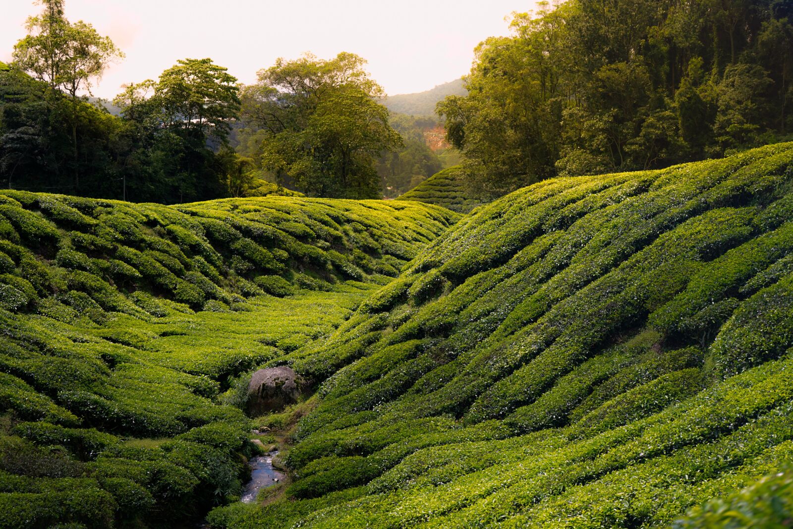Sony a7 II + Sony FE 28-70mm F3.5-5.6 OSS sample photo. Tea, cameron highland, malaysia photography