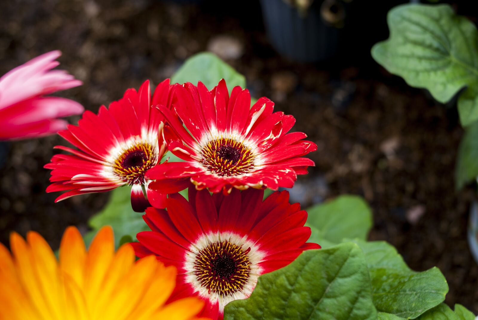 Nikon D60 sample photo. G rbelas red, nature photography