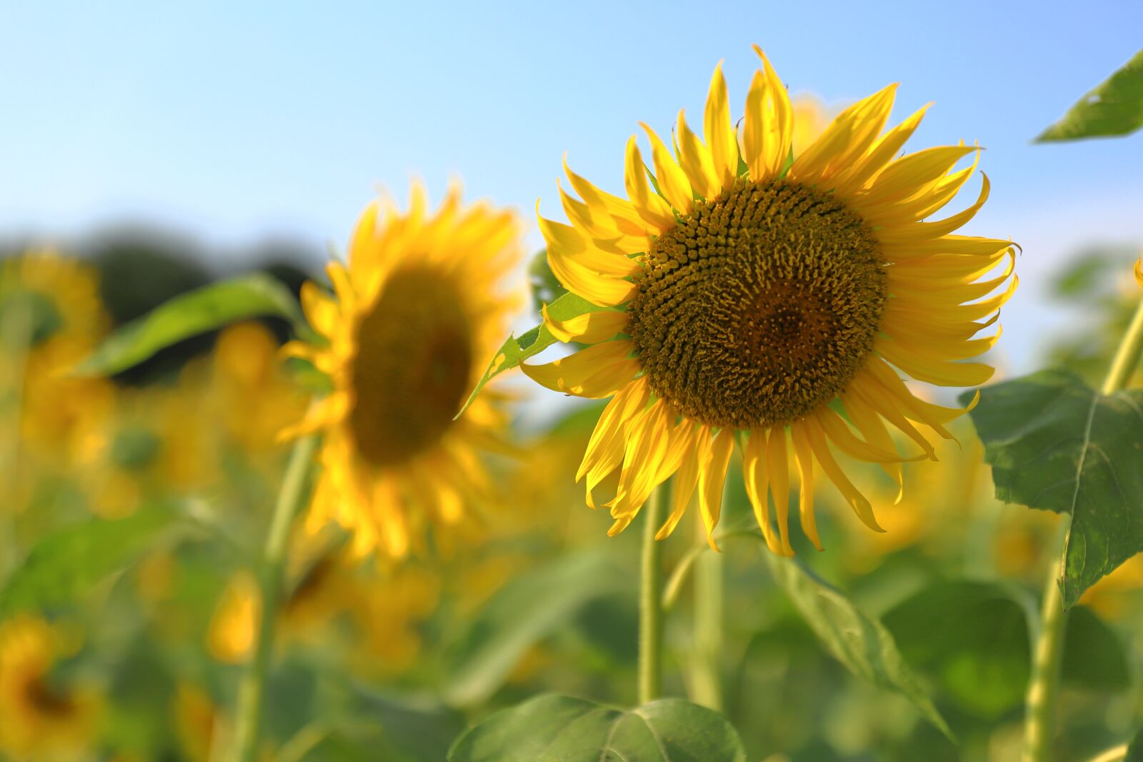 Canon 24-70mm F2.8 DG OS HSM | Art 017 sample photo. Summer, sunflower, yellow photography