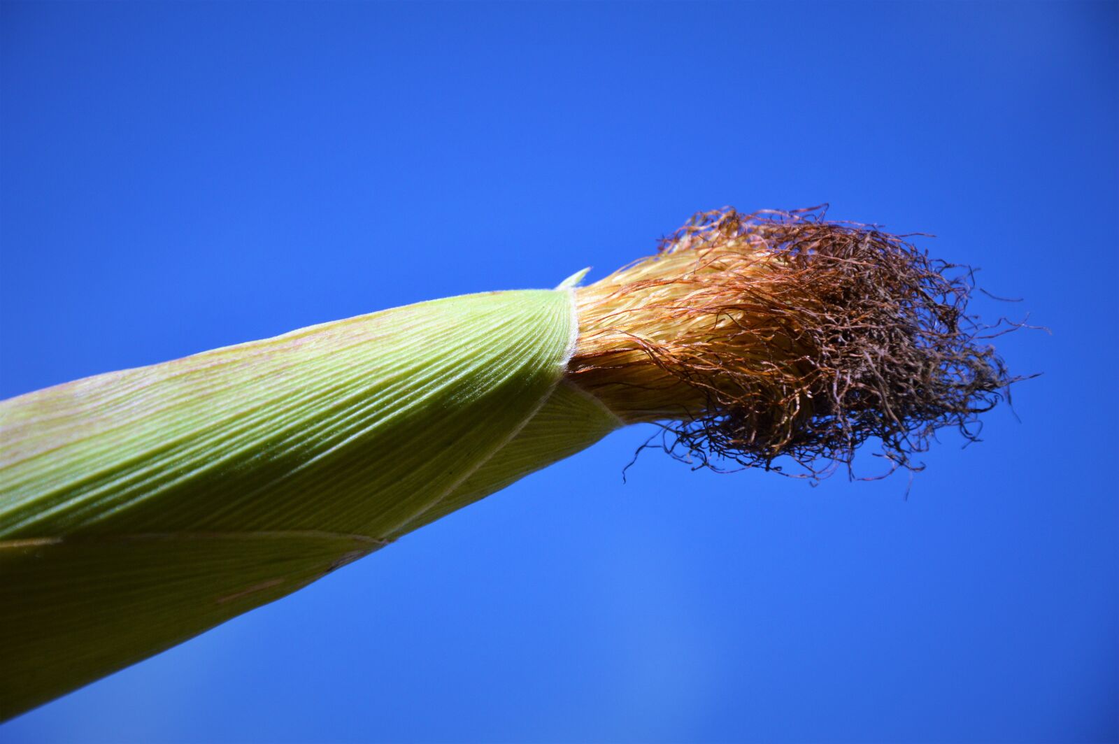 Nikon D3200 sample photo. Corn, corn on the photography