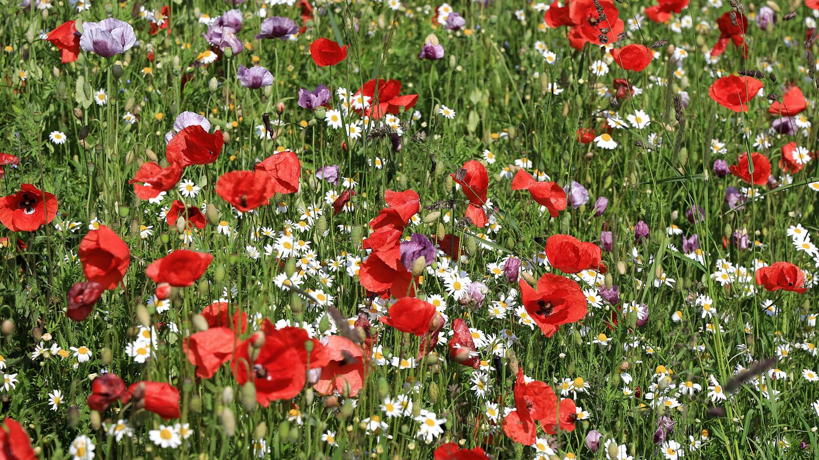 Canon EOS R sample photo. Poppy, poppies, klatschmohn photography