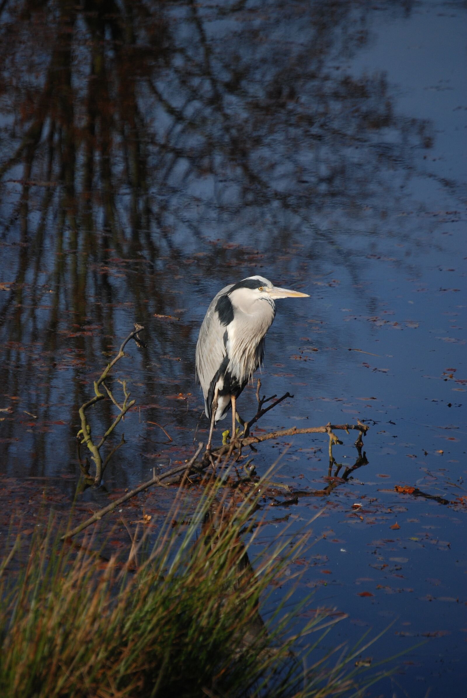 Nikon D80 sample photo. Heron, ardea cinerea, wader photography