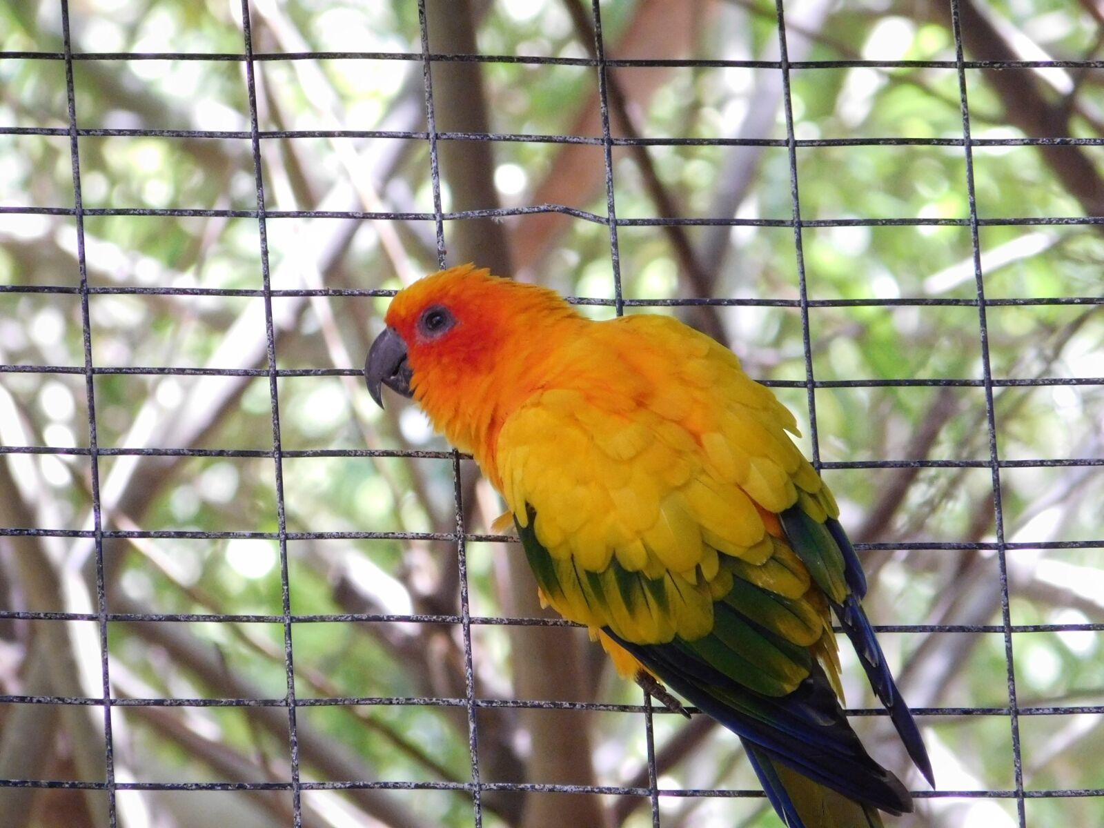 Nikon Coolpix L840 sample photo. Parrot, bird, cage photography