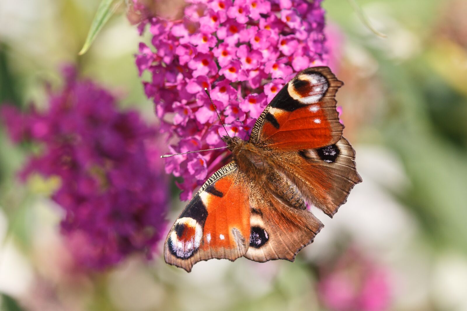 Canon EOS 550D (EOS Rebel T2i / EOS Kiss X4) sample photo. Butterfly, peacock butterfly, insect photography