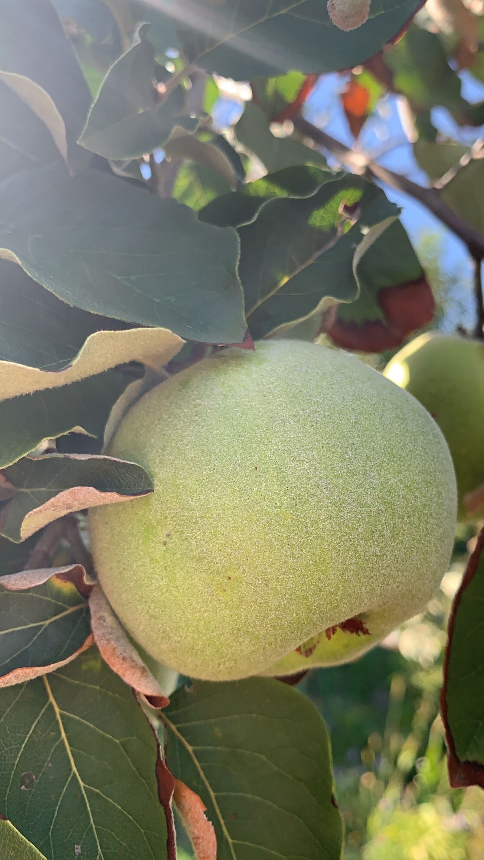 iPhone XR back camera 4.25mm f/1.8 sample photo. Apple, apple tree, garden photography