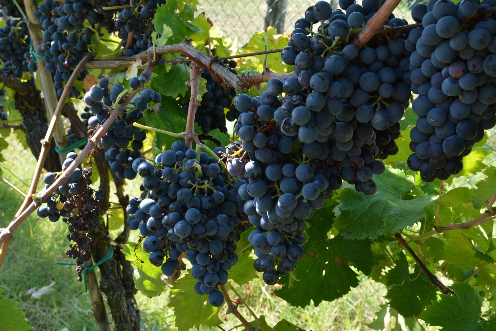 Nikon D7100 sample photo. Grapes, wine, vine photography
