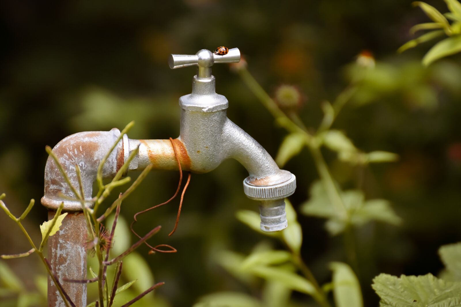 Nikon D7200 sample photo. Faucet, old, rusty photography