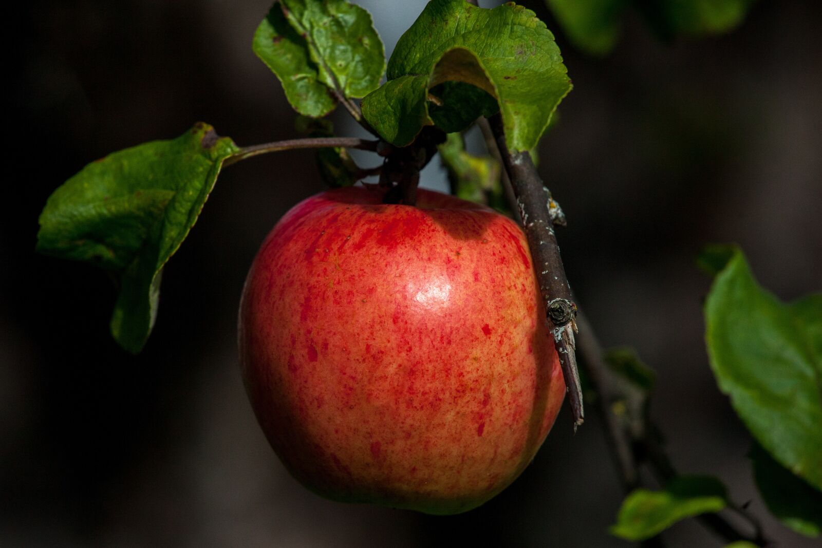 Canon EOS 5D Mark II sample photo. Apple, red, autumn photography