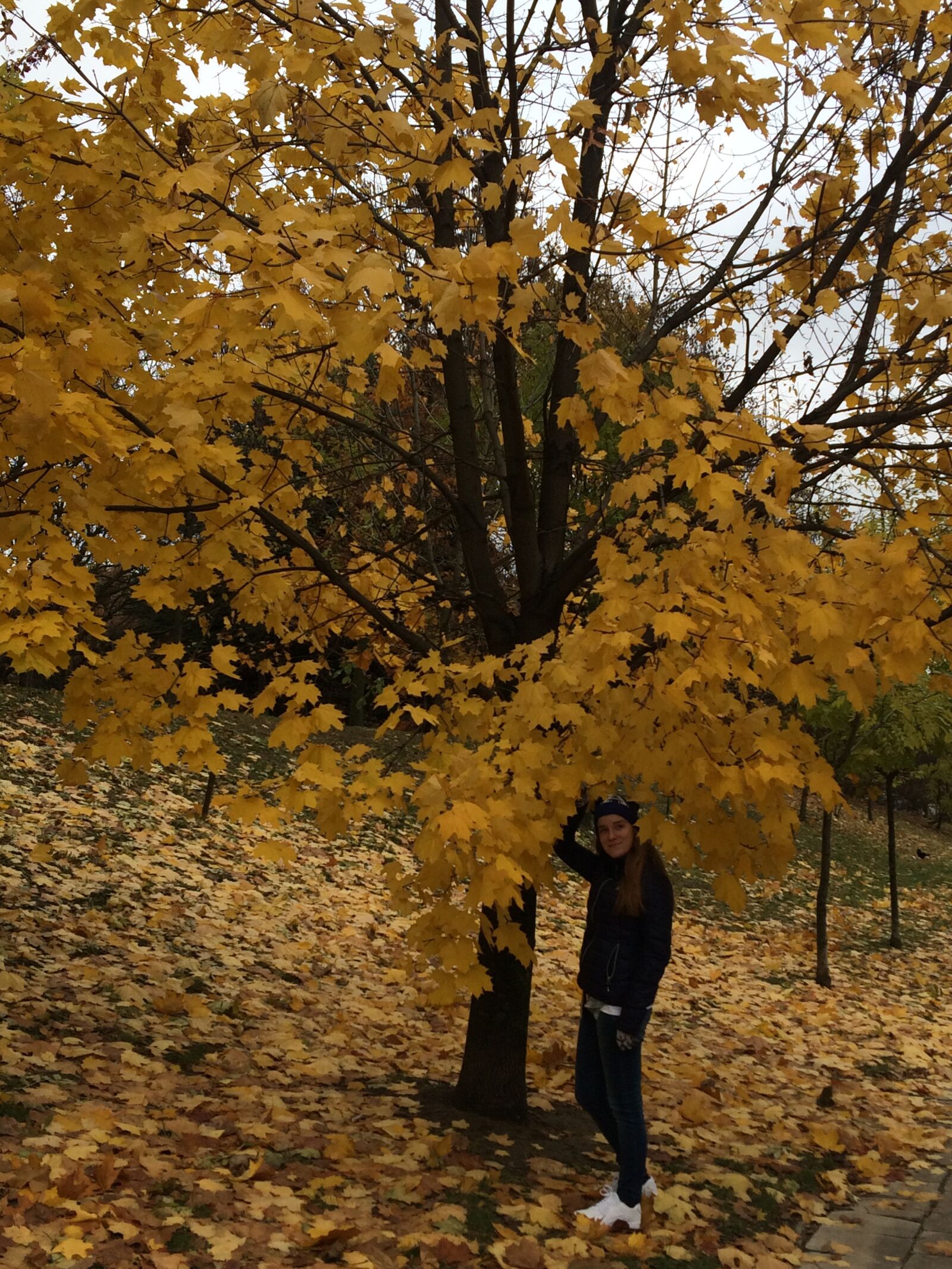 iPhone 5s back camera 4.15mm f/2.2 sample photo. Tree, yellow, landscape photography