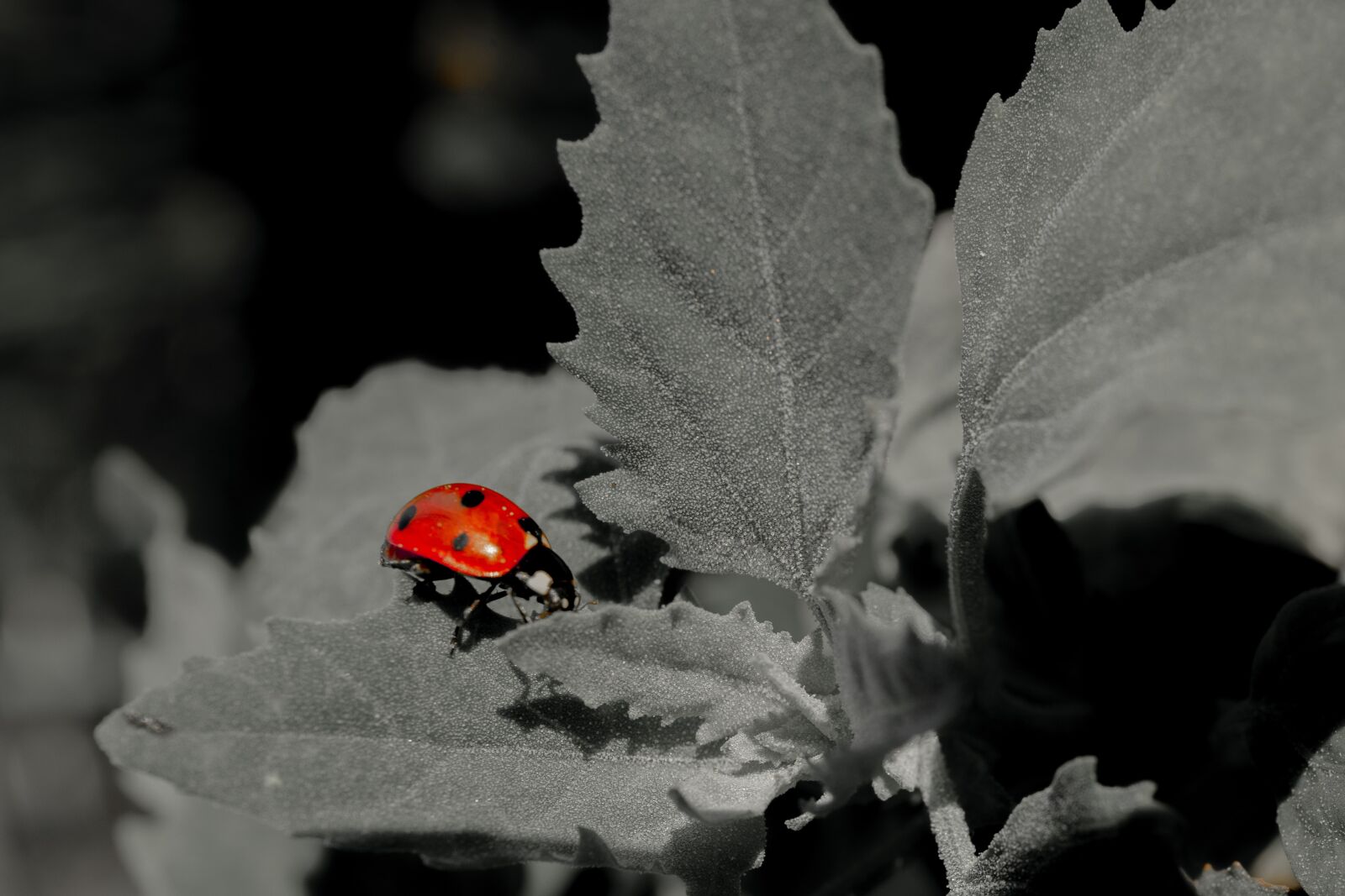 Canon EOS 6D Mark II sample photo. Ladybug, blackandwhite, red photography