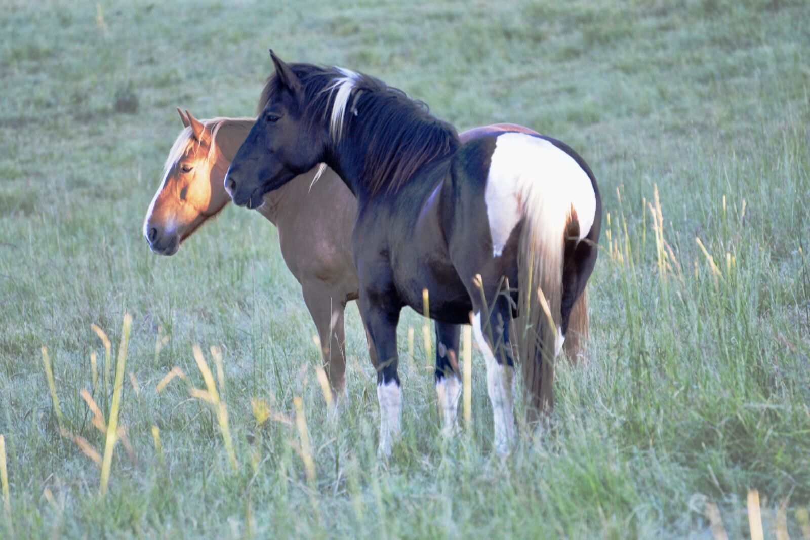 Nikon D600 sample photo. Horse, equestrian, equine photography