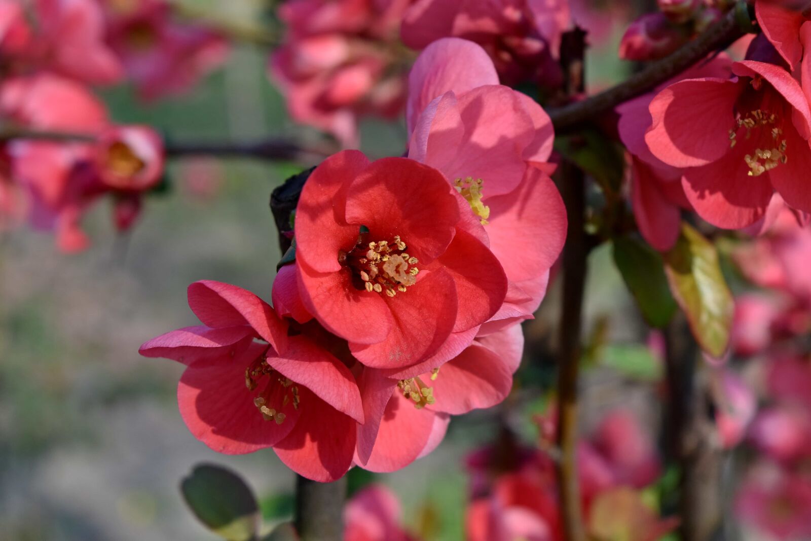 Nikon D5500 sample photo. Pistil, flower, petal, flowers photography