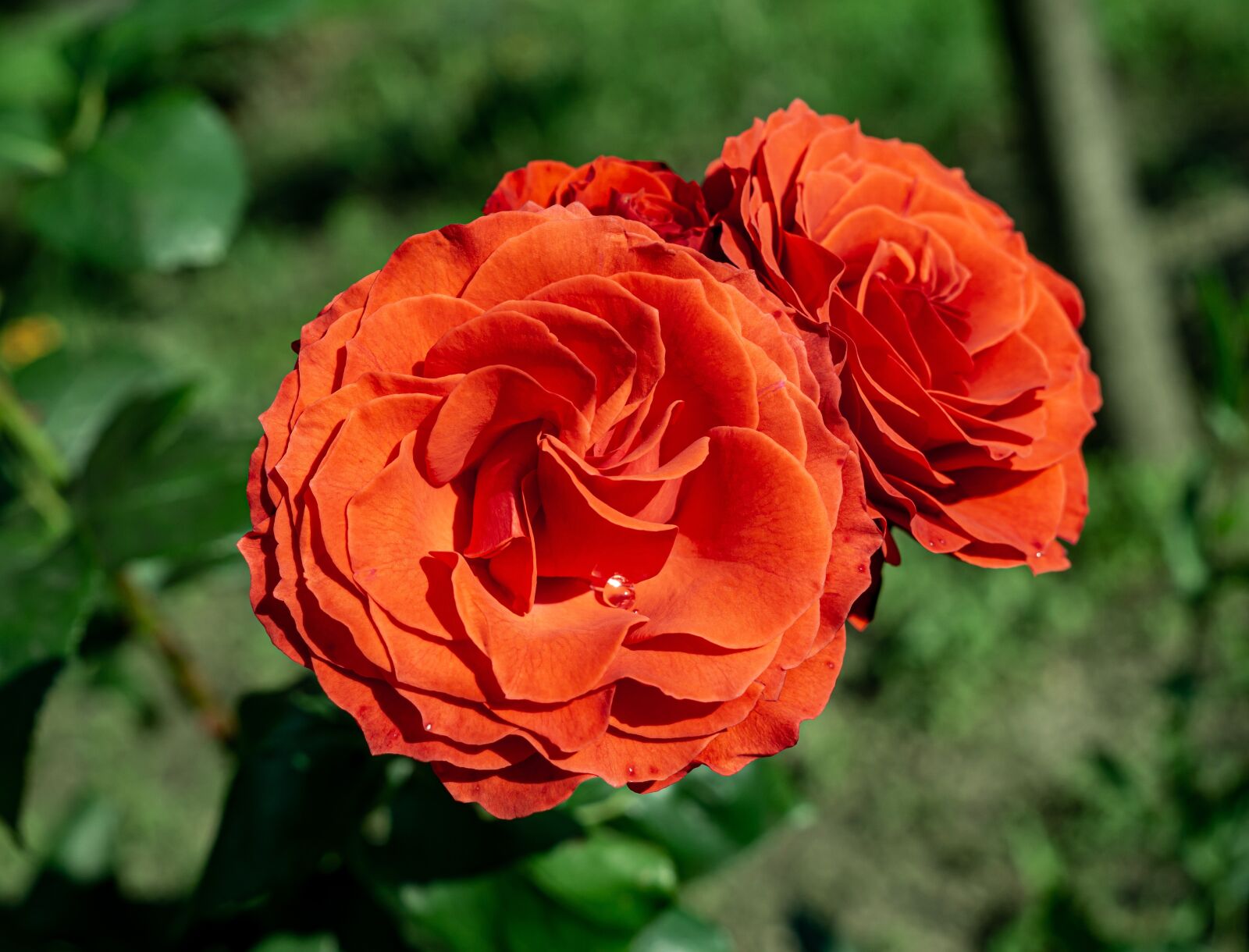 Samyang AF 35mm F1.4 FE sample photo. Red roses, sunny day photography