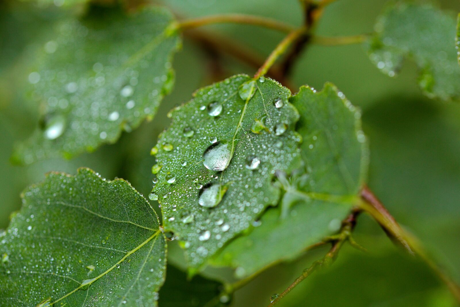 Canon EOS 6D sample photo. Leaf, nature, plant photography