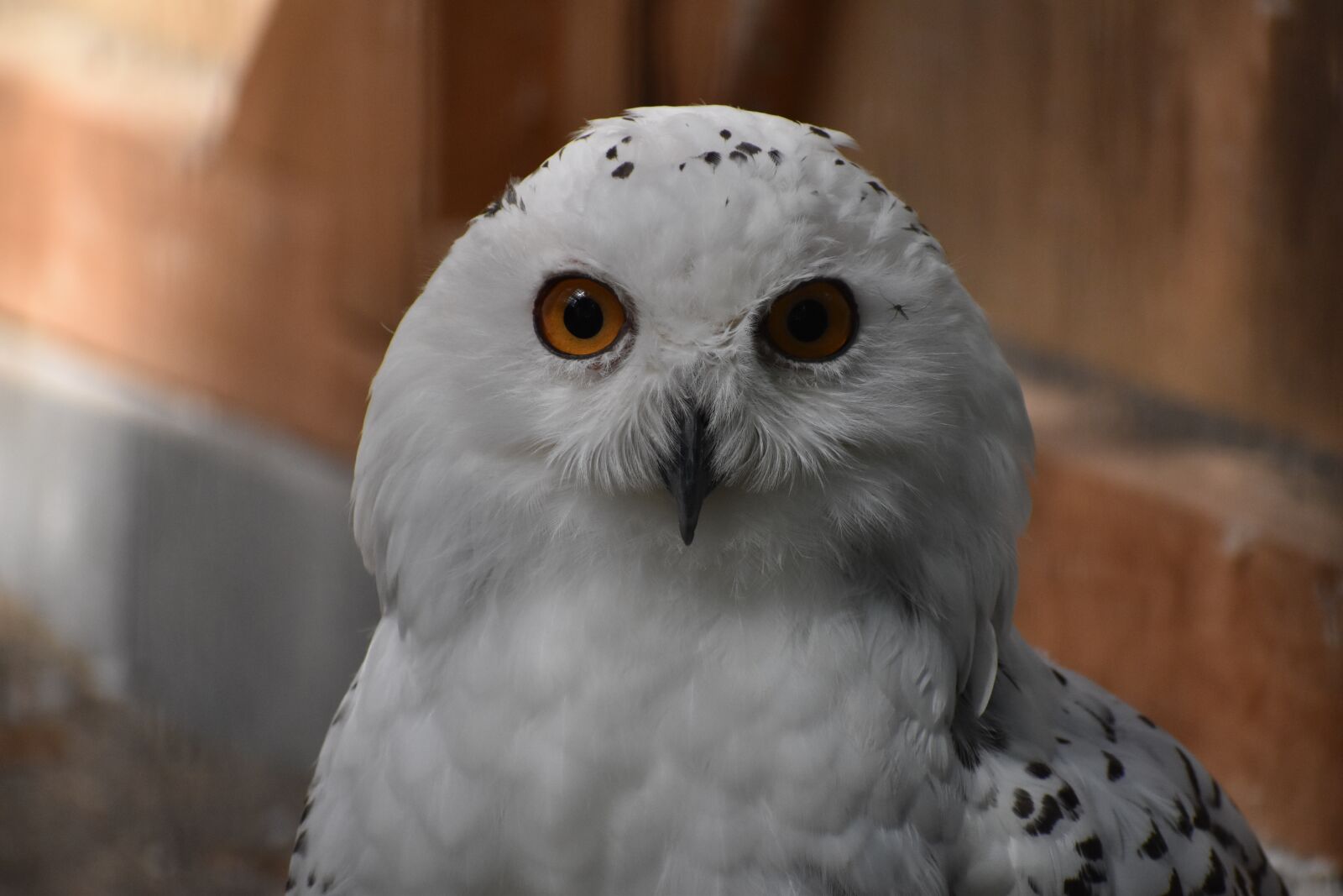 Nikon D5600 sample photo. Owl, white, zoo photography