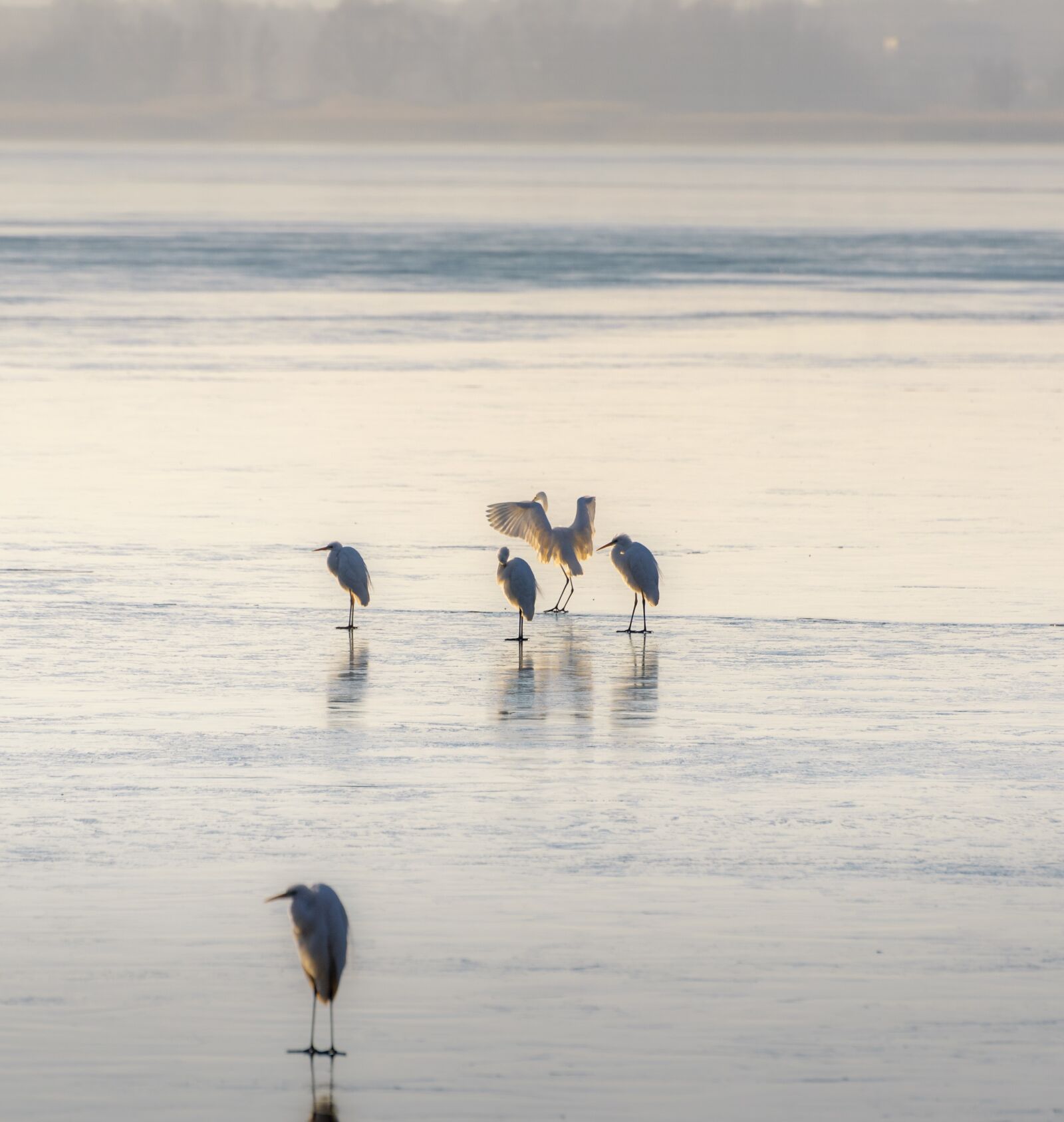 Nikon D750 sample photo. Ice, frozen, birds photography