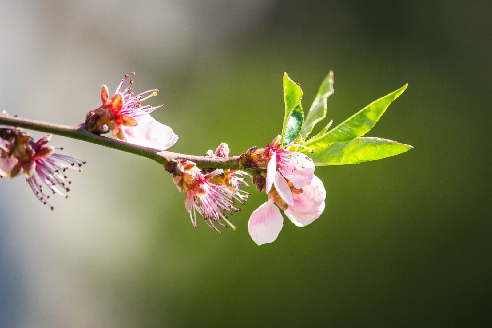 Canon EOS 100D (EOS Rebel SL1 / EOS Kiss X7) sample photo. Flowering tree, pink flowers photography
