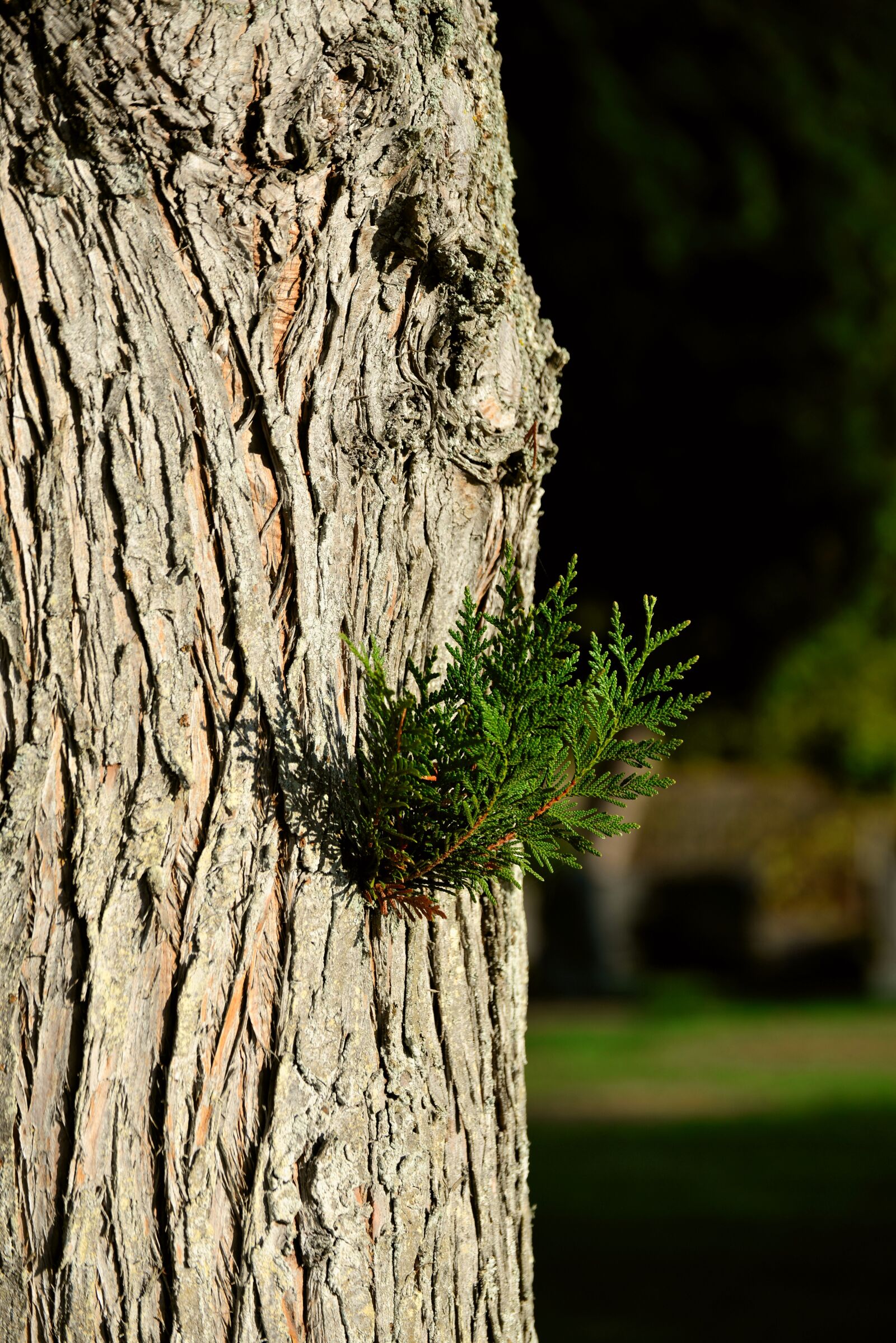 Nikon D610 sample photo. Tree of life, tree photography