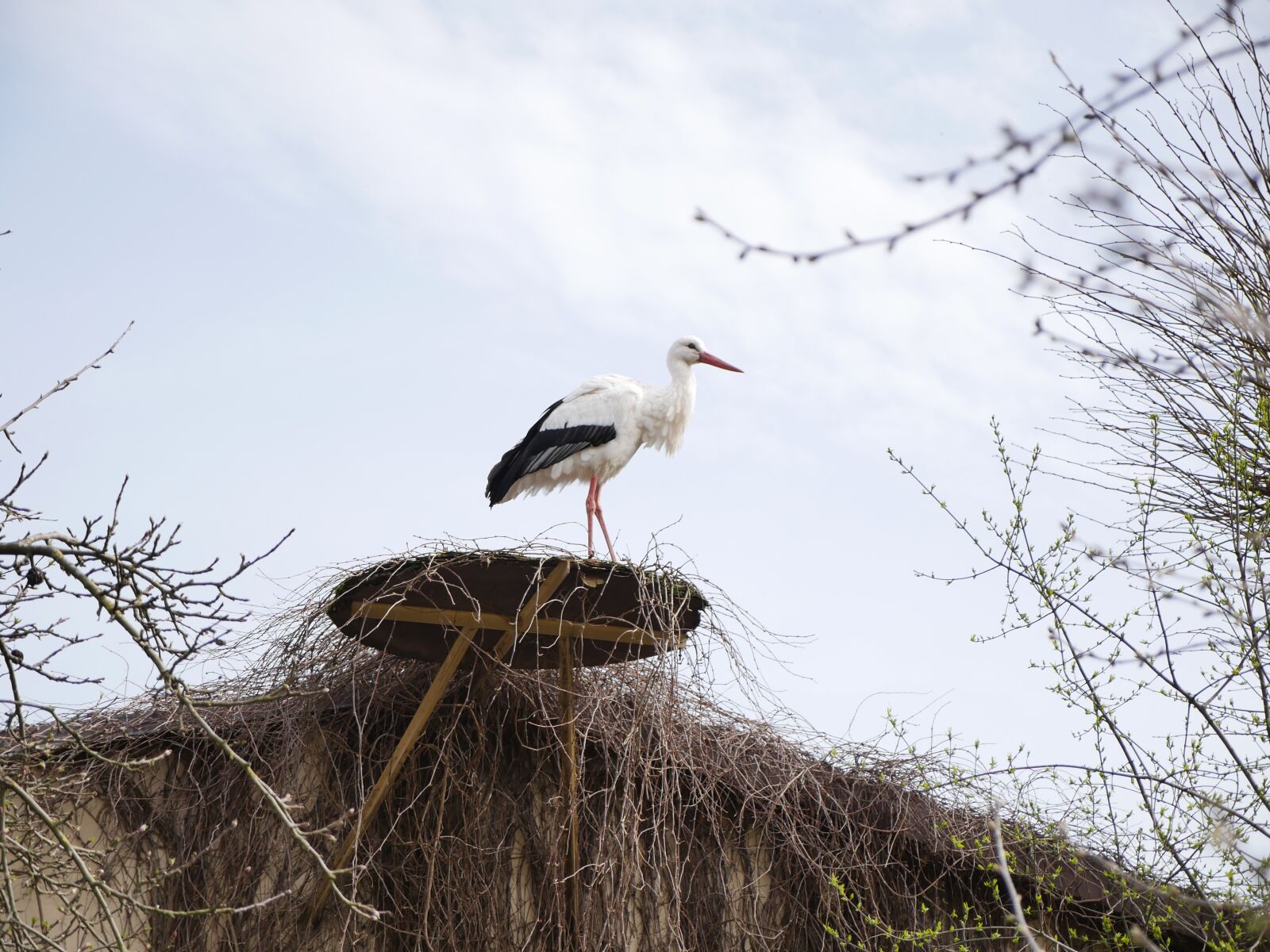Panasonic Lumix DMC-GH4 sample photo. Stork, nest, horst photography