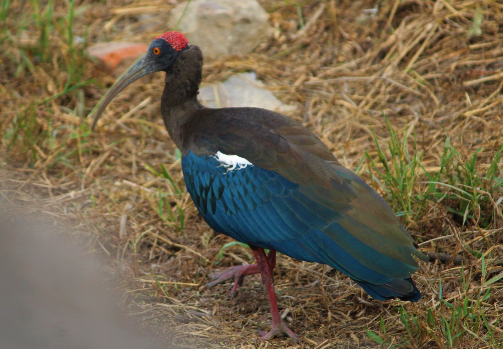 Canon EOS 1200D (EOS Rebel T5 / EOS Kiss X70 / EOS Hi) sample photo. Bird, fauna, animal photography