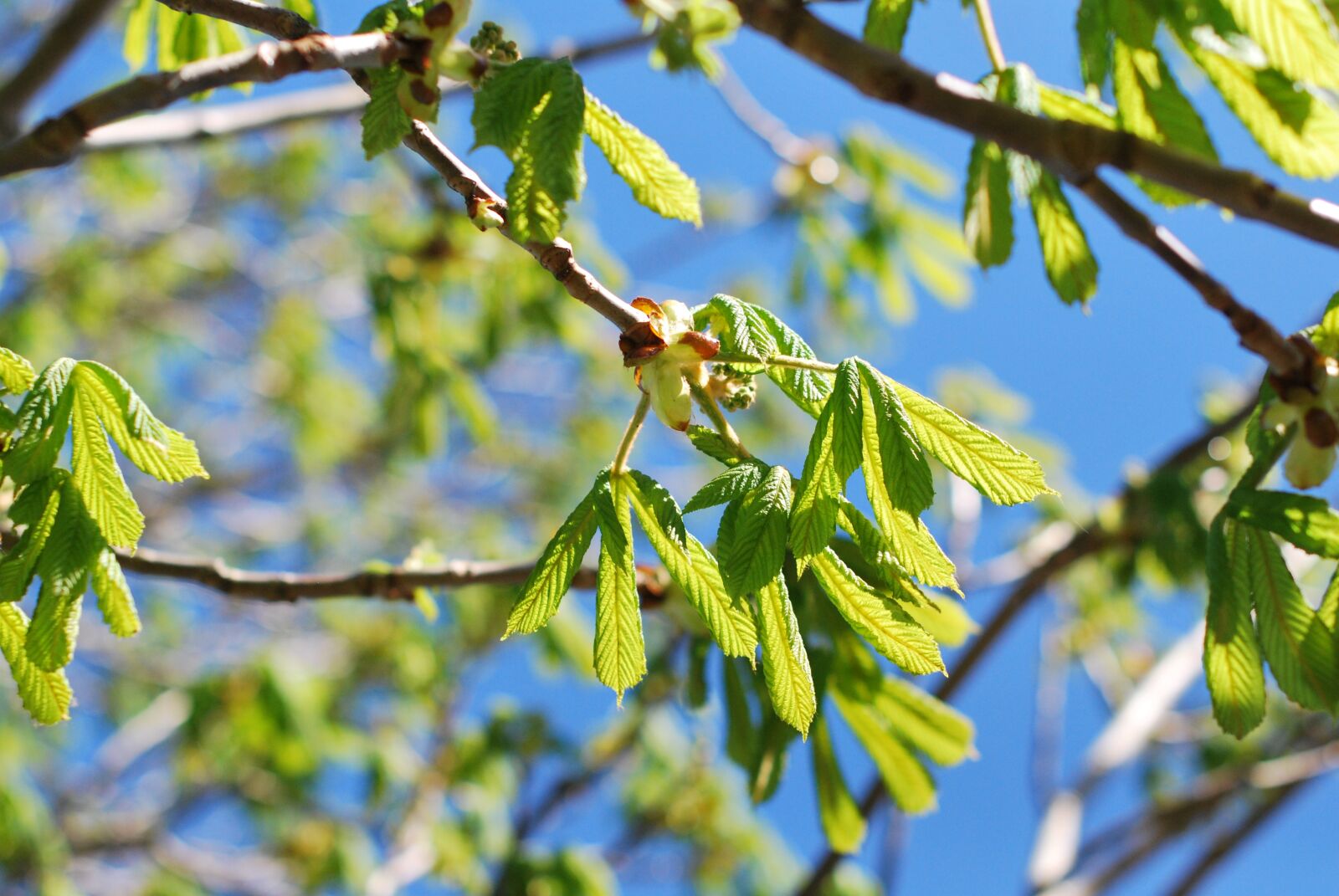 Nikon D60 sample photo. Tree, leaf, flora photography