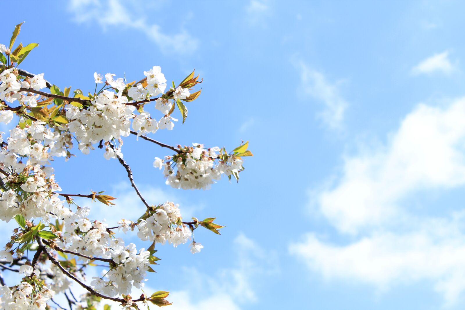 Canon EOS 550D (EOS Rebel T2i / EOS Kiss X4) sample photo. Flower, blossom, nature photography
