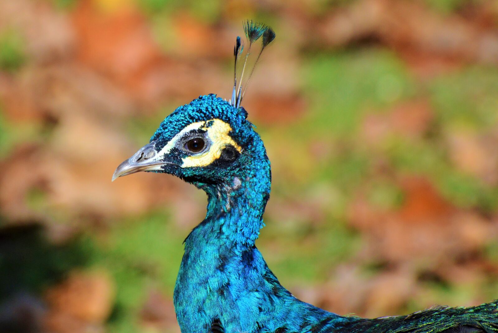 Nikon D3200 sample photo. Bird, peacock, peacock feathers photography