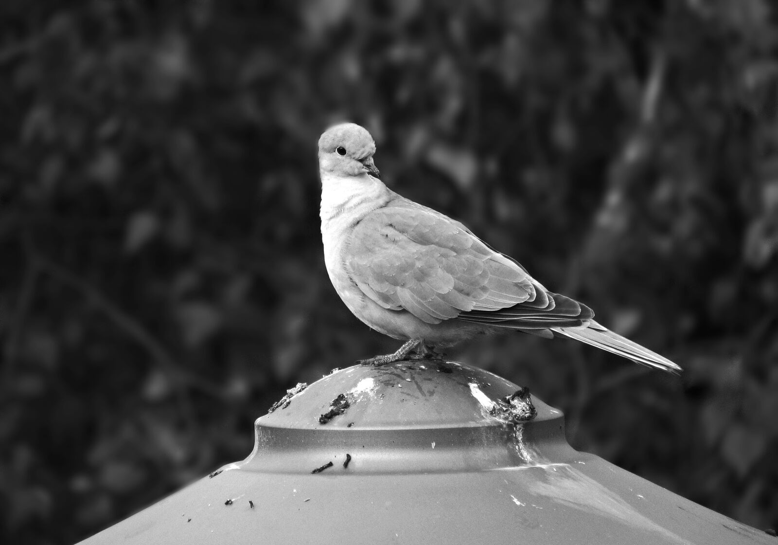 Canon PowerShot SX30 IS sample photo. Dove, bird, nature photography