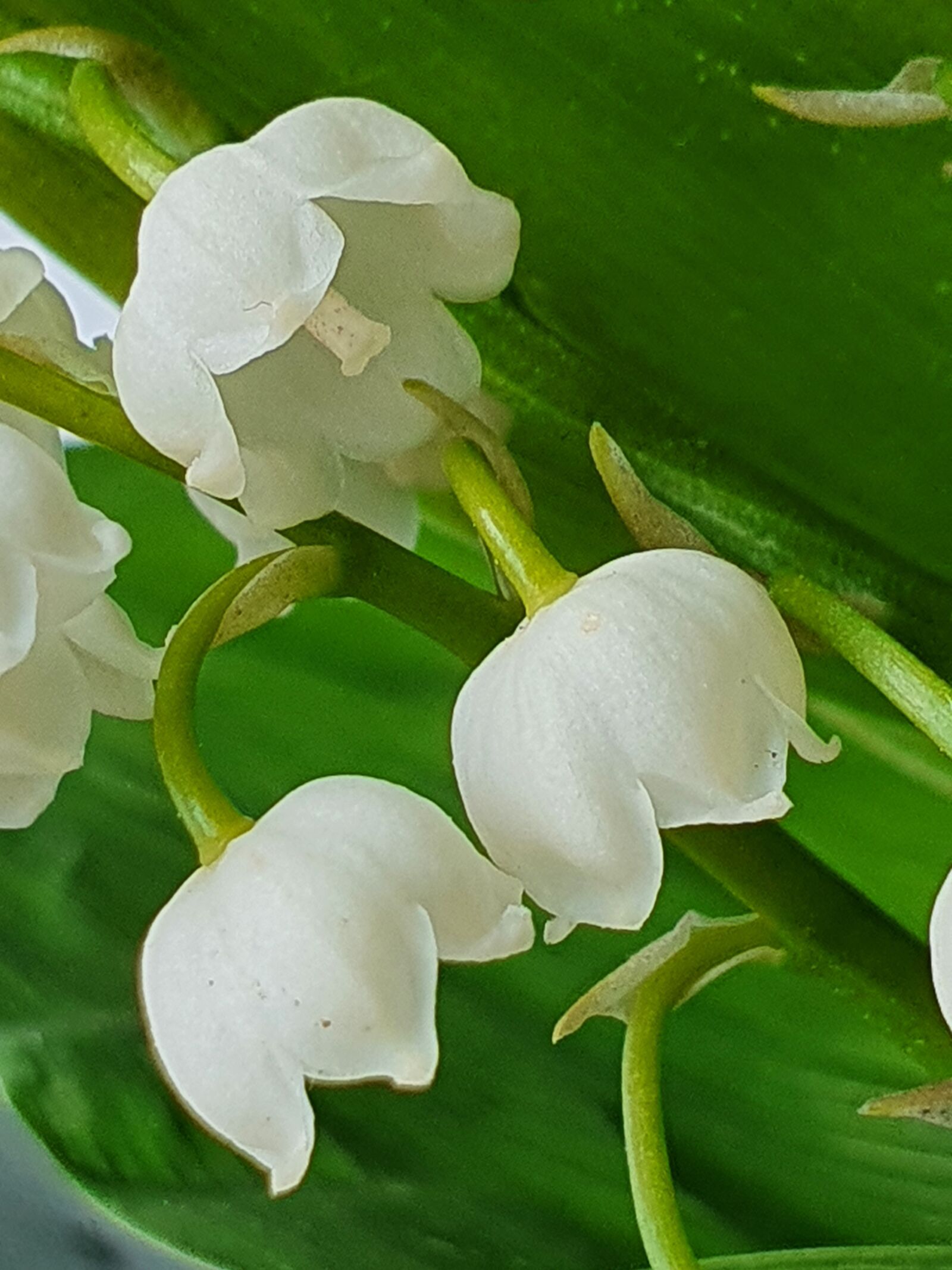 Samsung Galaxy S10+ sample photo. Flowers, lily of the photography
