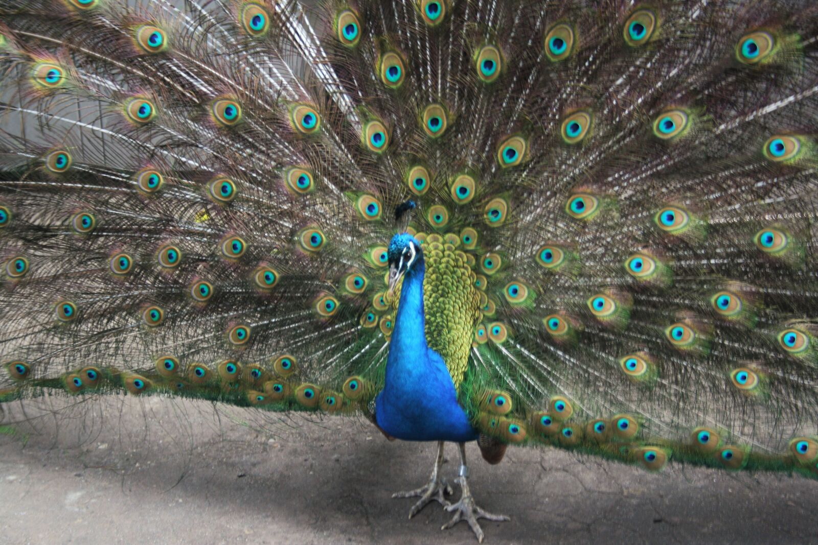 Canon EOS 350D (EOS Digital Rebel XT / EOS Kiss Digital N) sample photo. Peacock, bird, colorful photography