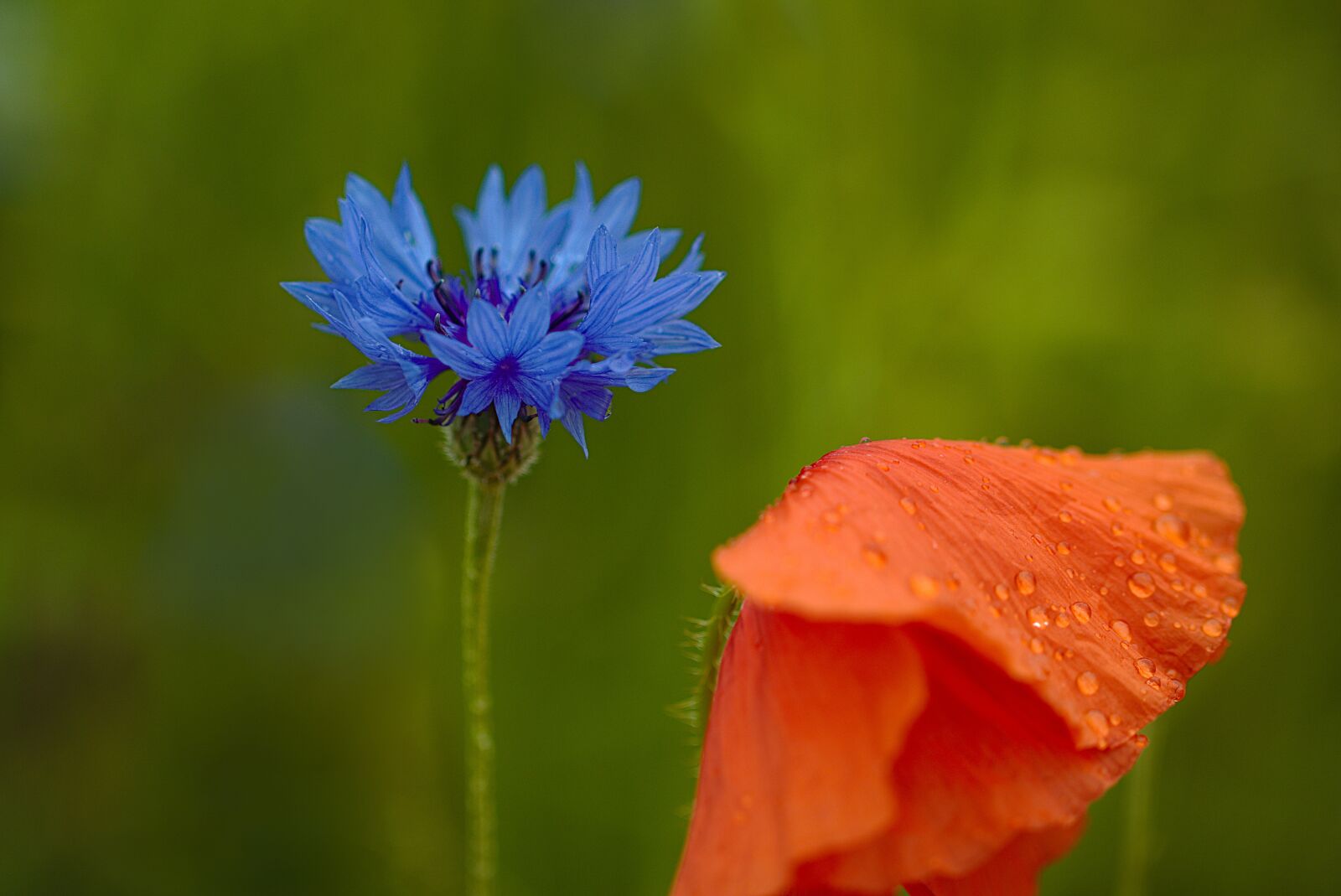 Canon EOS M5 sample photo. Cornflower, poppy, field photography