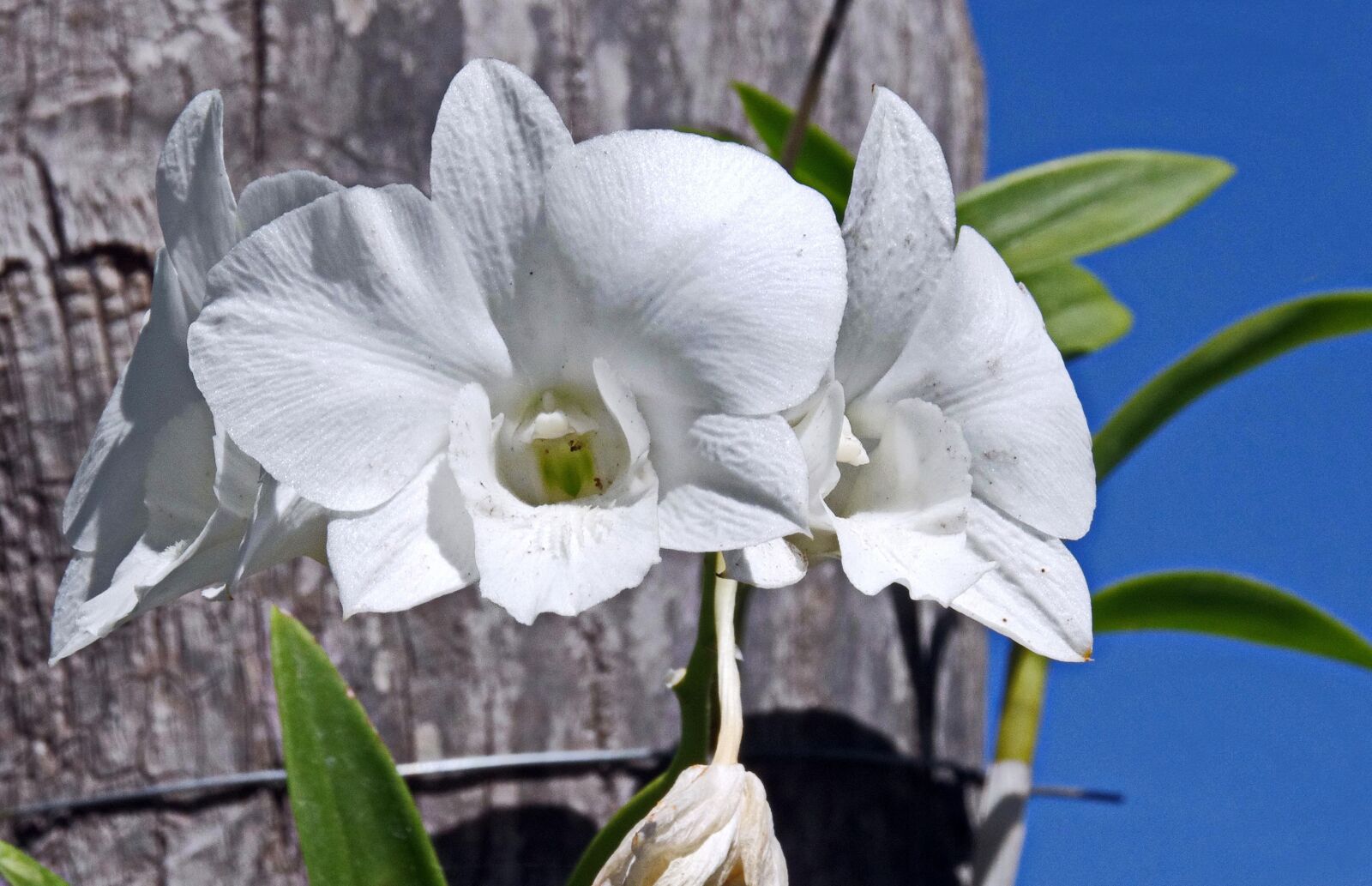 Pentax K-5 sample photo. Orchid, phalaenopsis, epiphyte photography