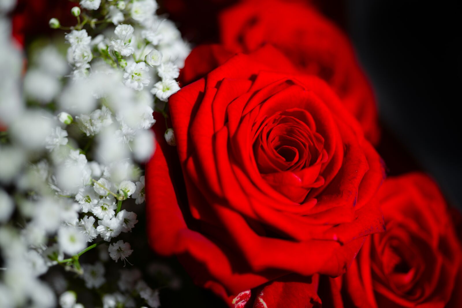 Nikon D610 sample photo. Rose, flower, petal photography