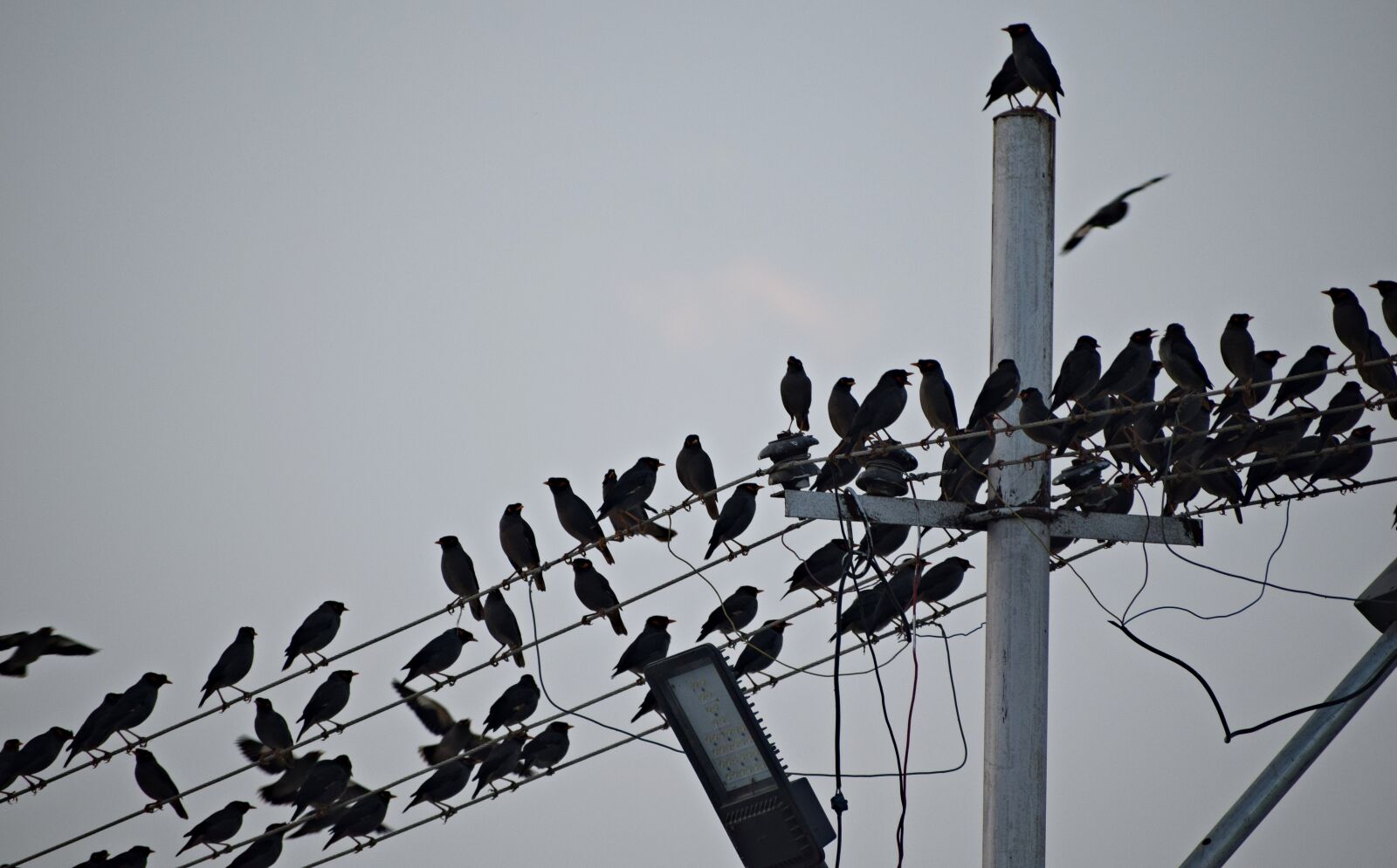 Nikon D3300 sample photo. Birds, flock, animals photography