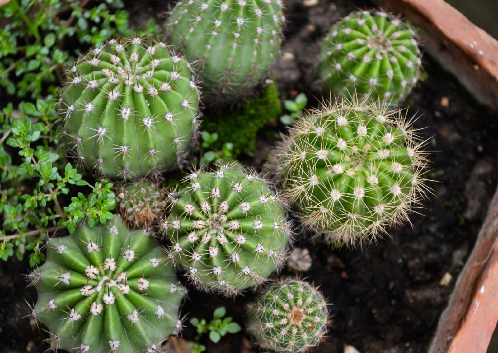 Nikon D3100 sample photo. Cactus, garden, green photography