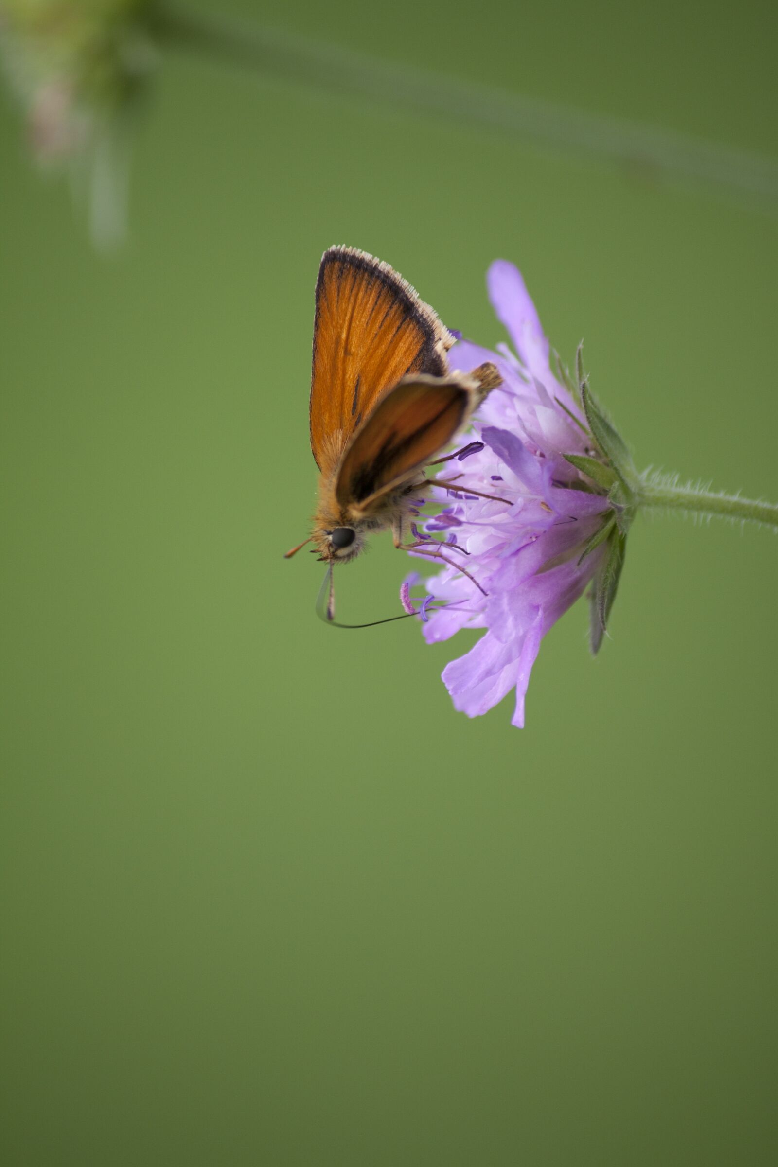 Canon EOS 50D + Canon EF-S 55-250mm F4-5.6 IS sample photo. Moth, nature, slovenia photography
