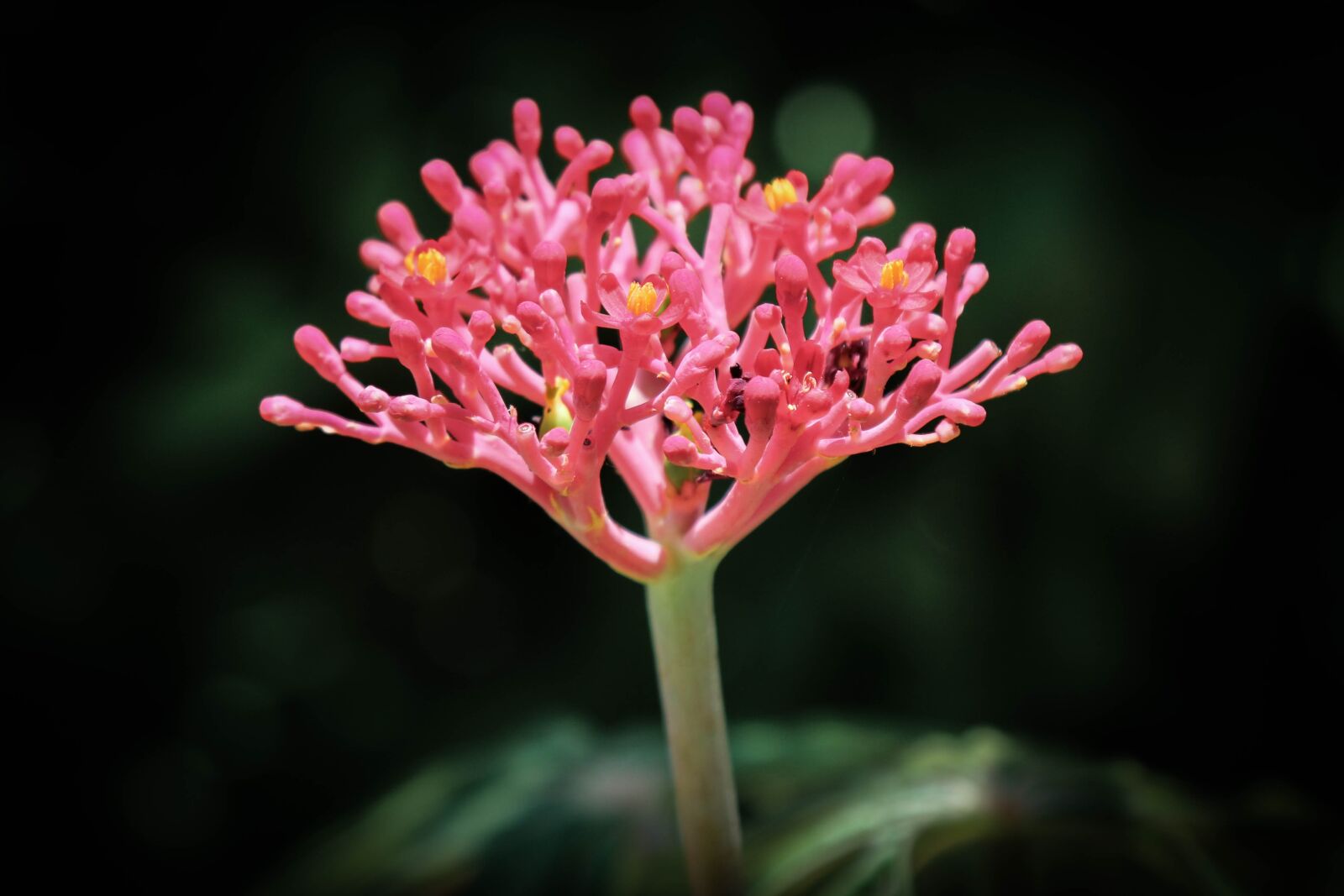 Canon EOS 70D + Canon EF 24-105mm F4L IS USM sample photo. Flower, macro, nature photography