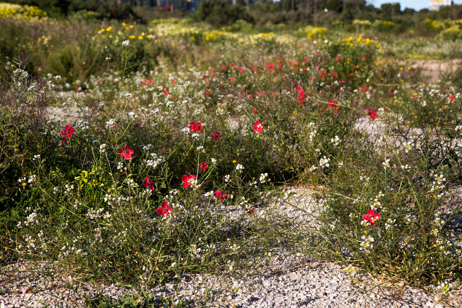 Canon EF 24-105mm F4L IS USM sample photo. Flowers, without, garden, spring photography