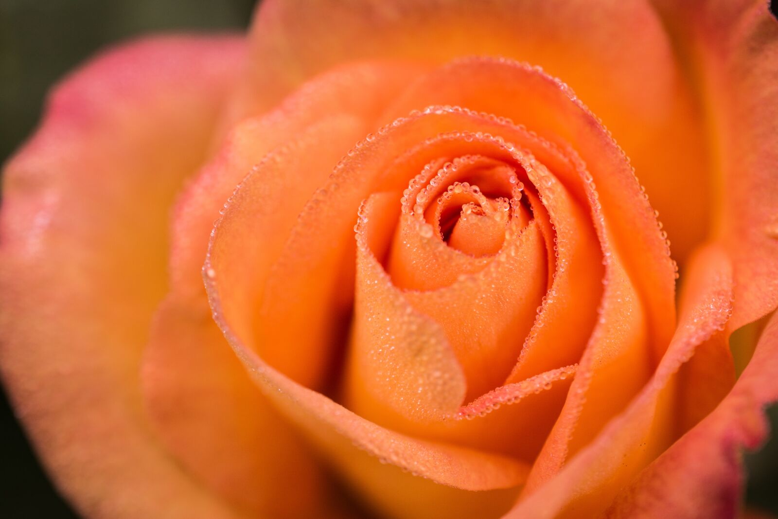 Nikon D5200 sample photo. Rose, flower, dewdrops photography