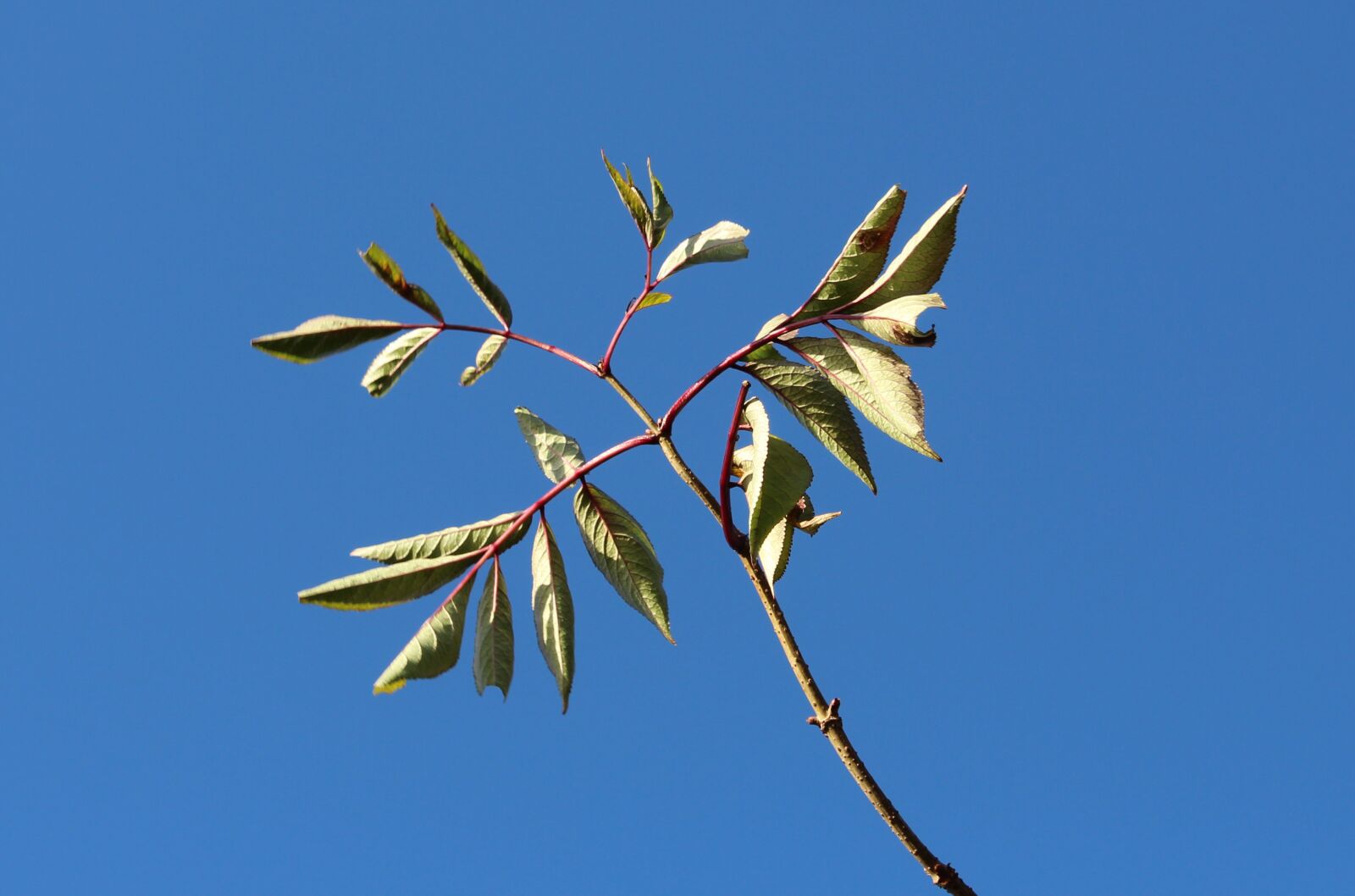 Canon EOS 600D (Rebel EOS T3i / EOS Kiss X5) sample photo. Leaves, sun, sky photography