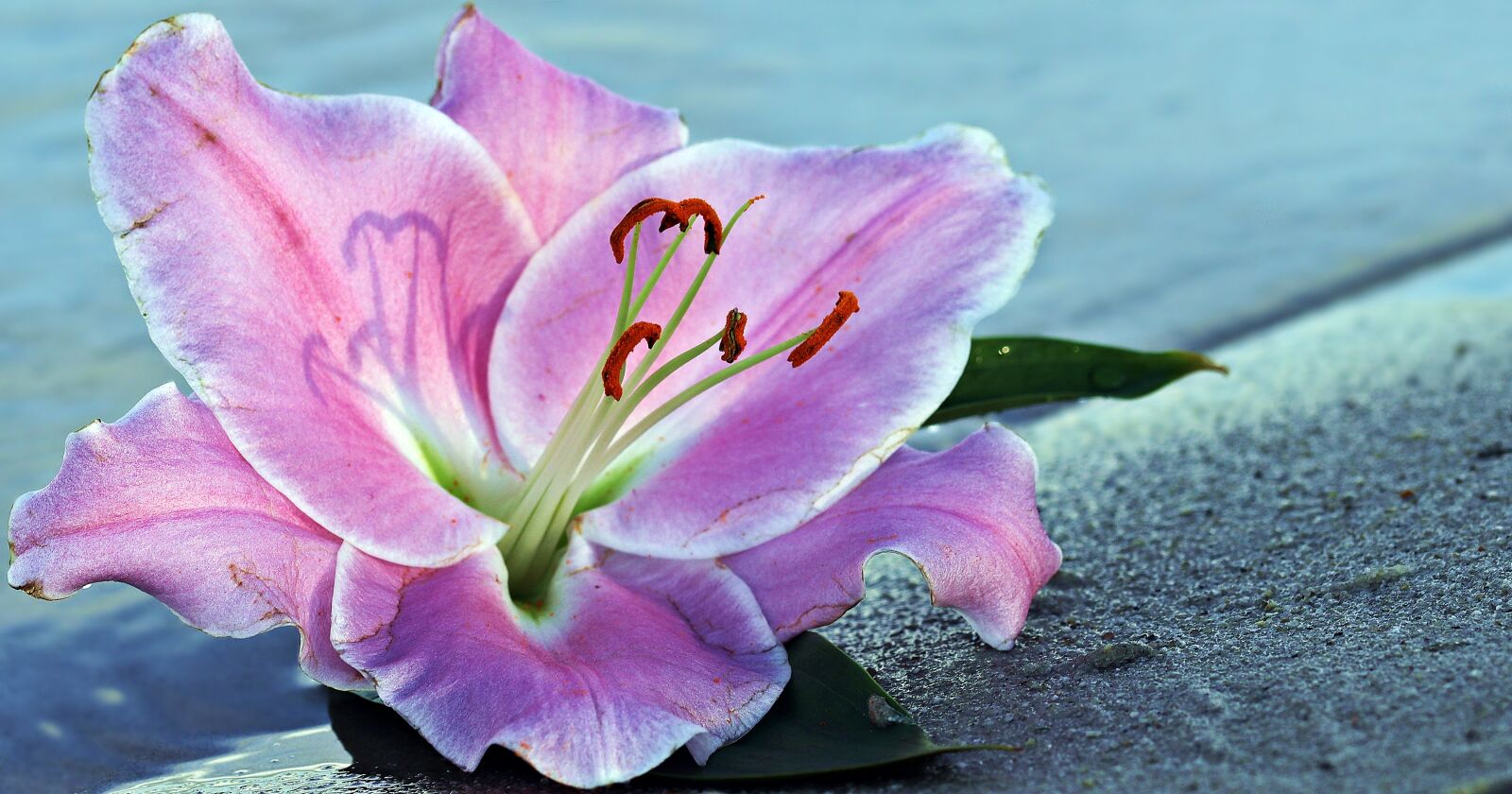 Canon EOS 80D sample photo. Lily, flower, blossom photography