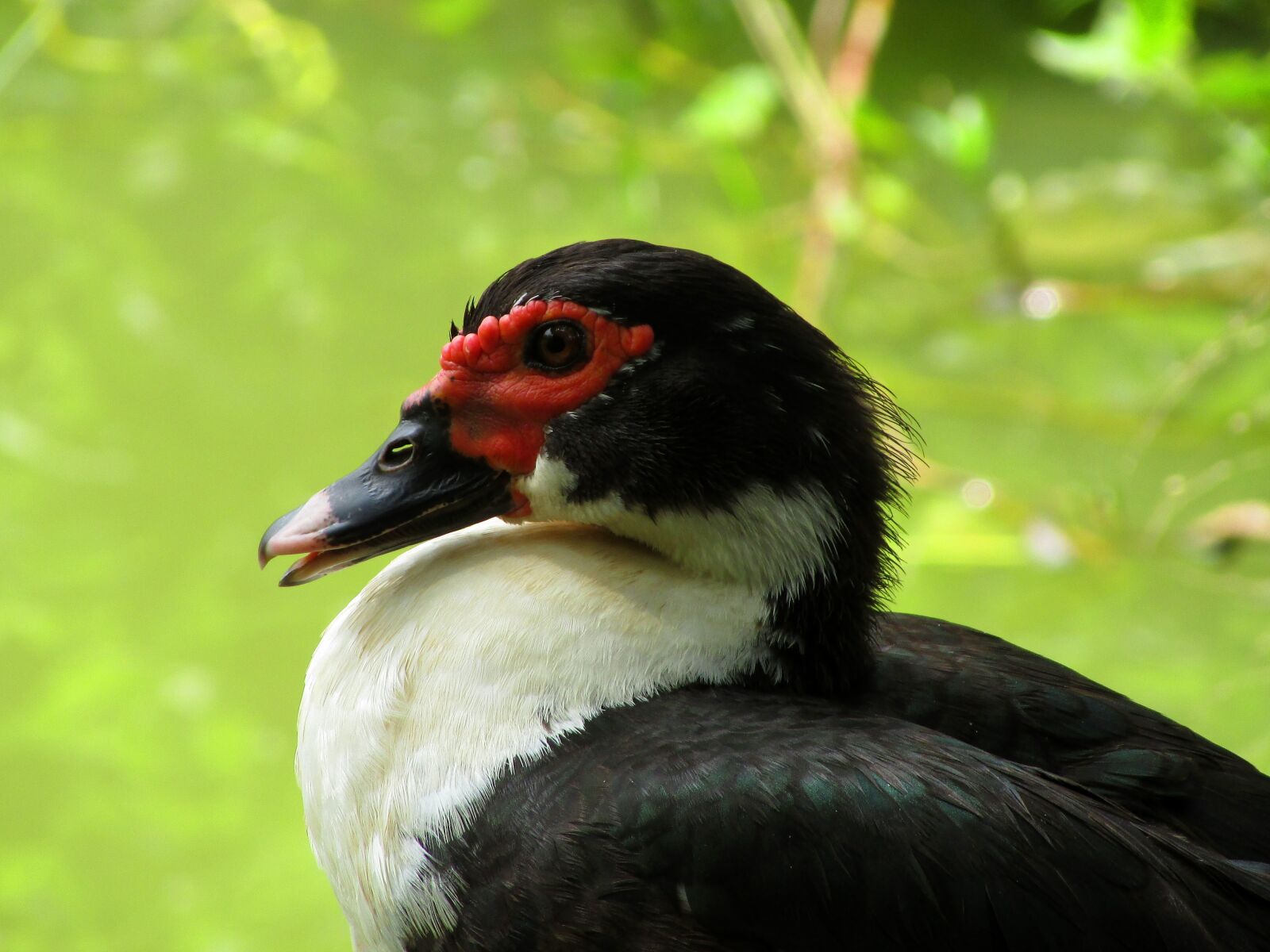 Canon PowerShot SX400 IS sample photo. Bird, duck, waterfowl photography