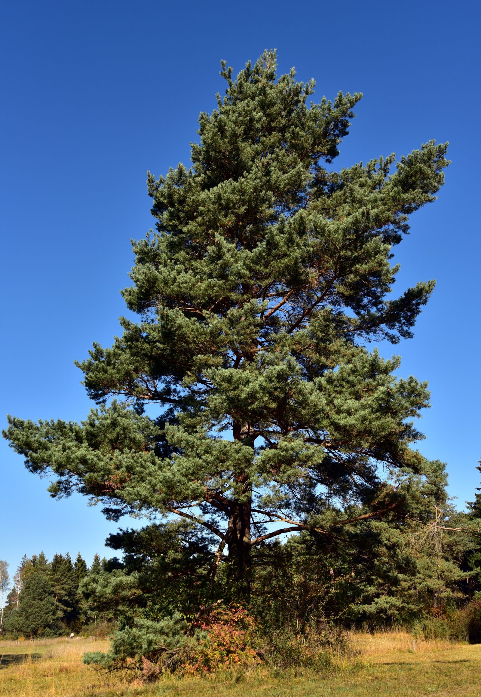 Nikon D750 sample photo. Pine, tree, conifer photography