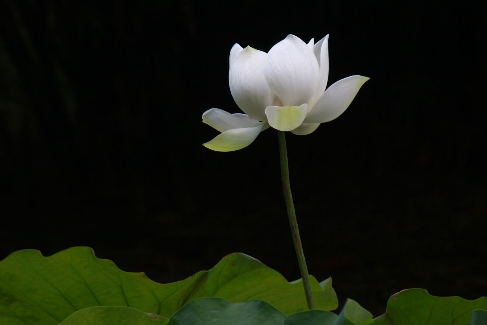 Canon EOS 550D (EOS Rebel T2i / EOS Kiss X4) sample photo. Ink painting, lotus, flower photography
