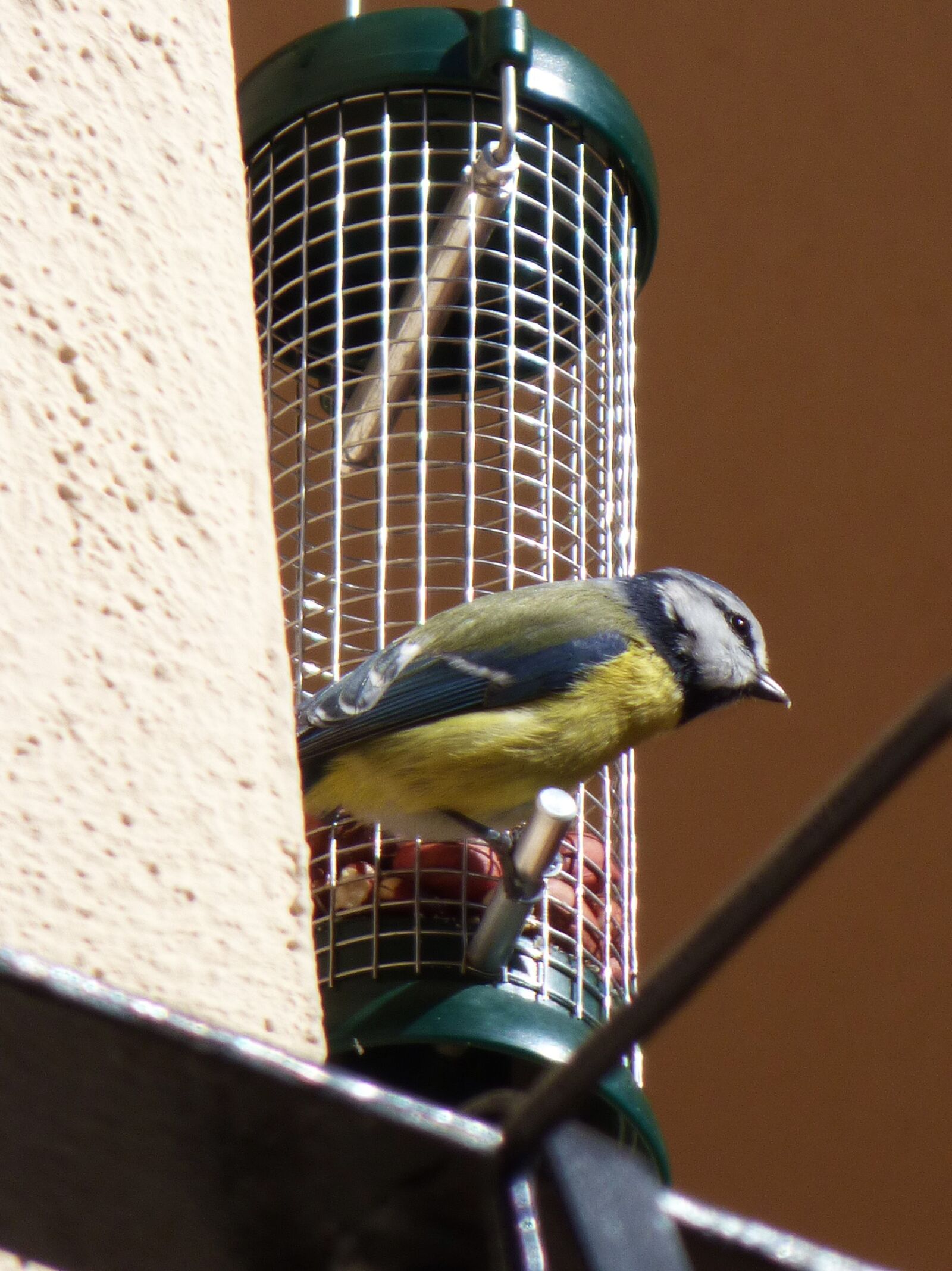 Panasonic Lumix DMC-FZ70 sample photo. Parus major, bird, coal photography