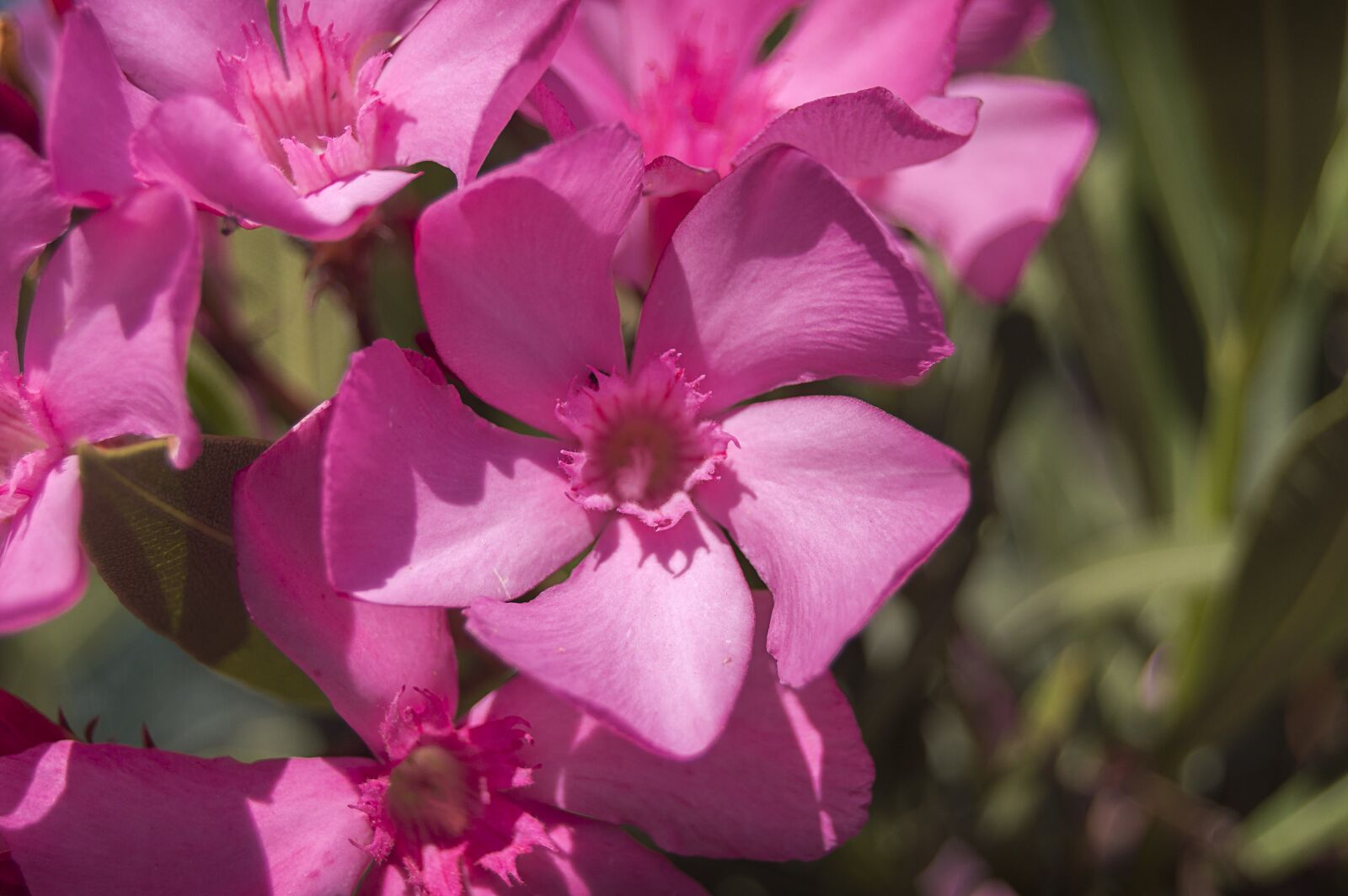 Nikon D3200 sample photo. Flower, pink flower, oleander photography