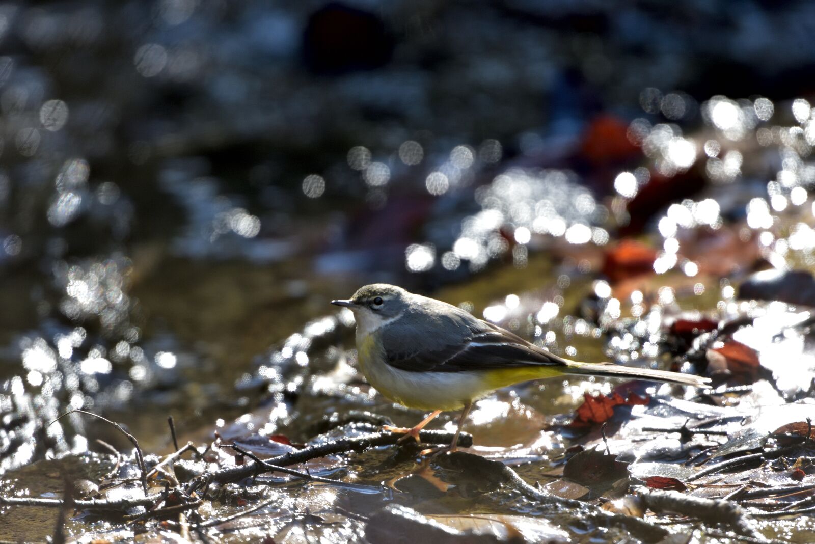 Nikon D810 sample photo. Natural, outdoors, bird photography