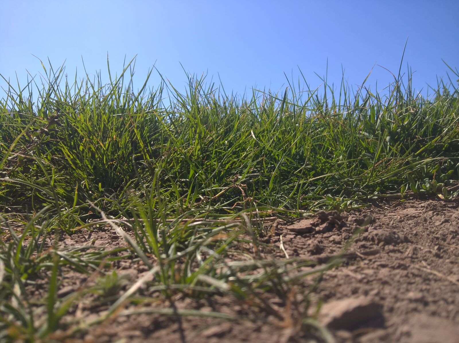 Microsoft Lumia 640 XL sample photo. Floor, land, plant photography