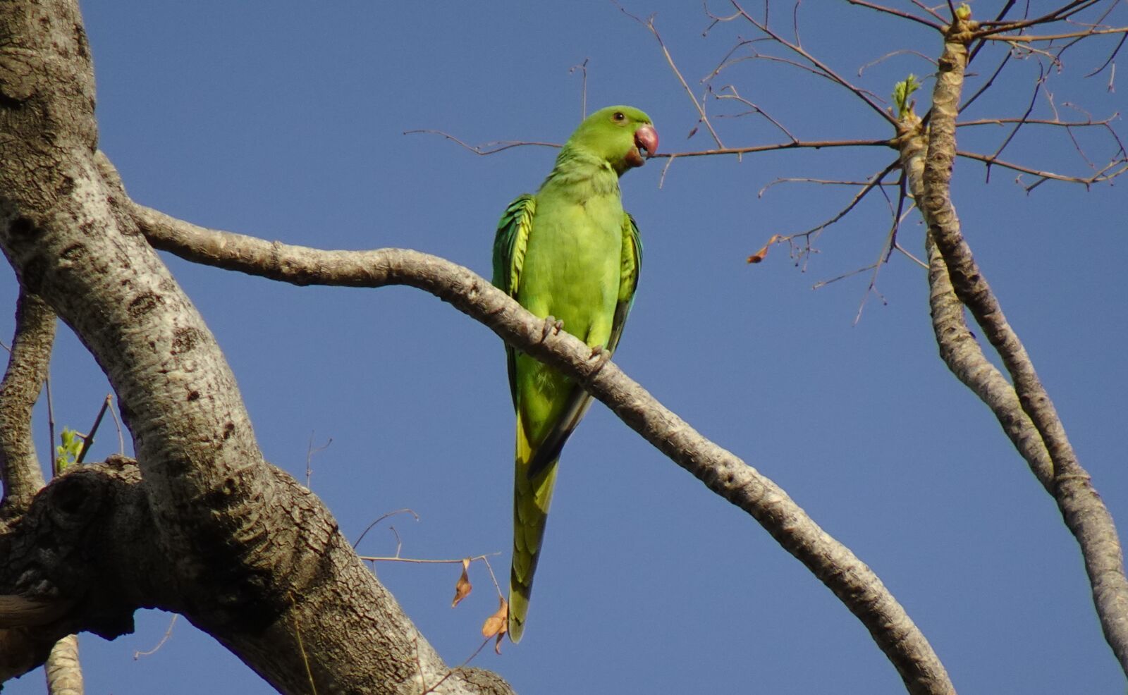 Sony DSC-WX800 sample photo. Bird, parakeet, green photography