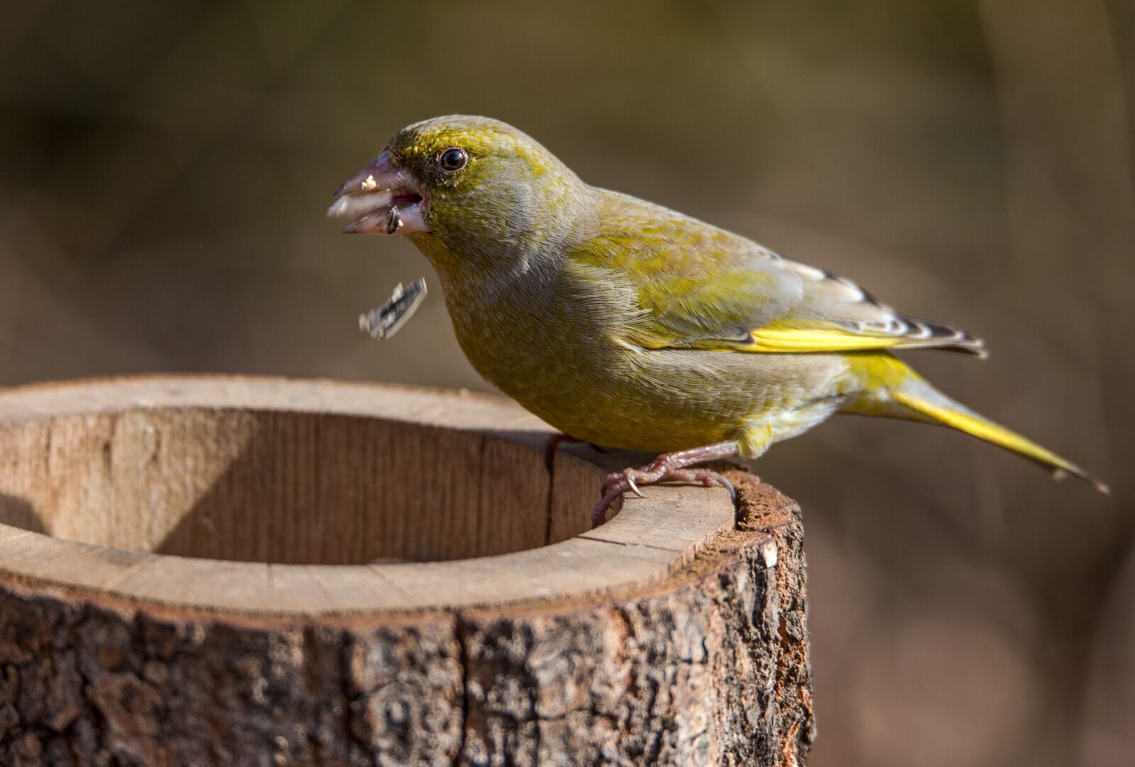 Canon EOS 6D Mark II sample photo. Greenfinch, feeding place, grains photography